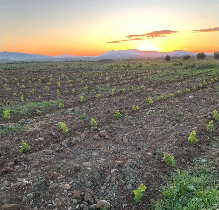 Nuovo impianto di vite in Albania