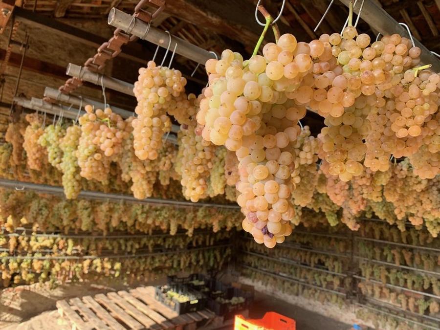 Grappoli in appassimento