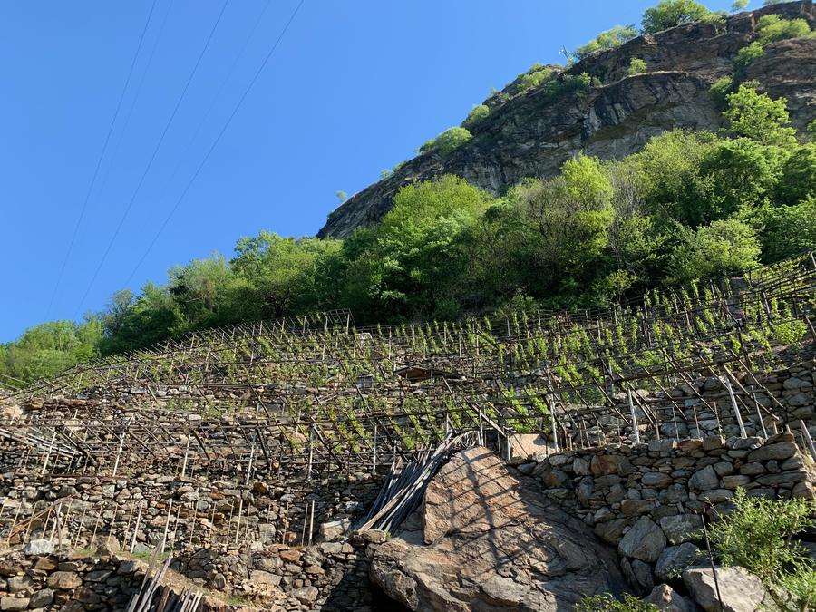 Vigneto terrazzato su roccia