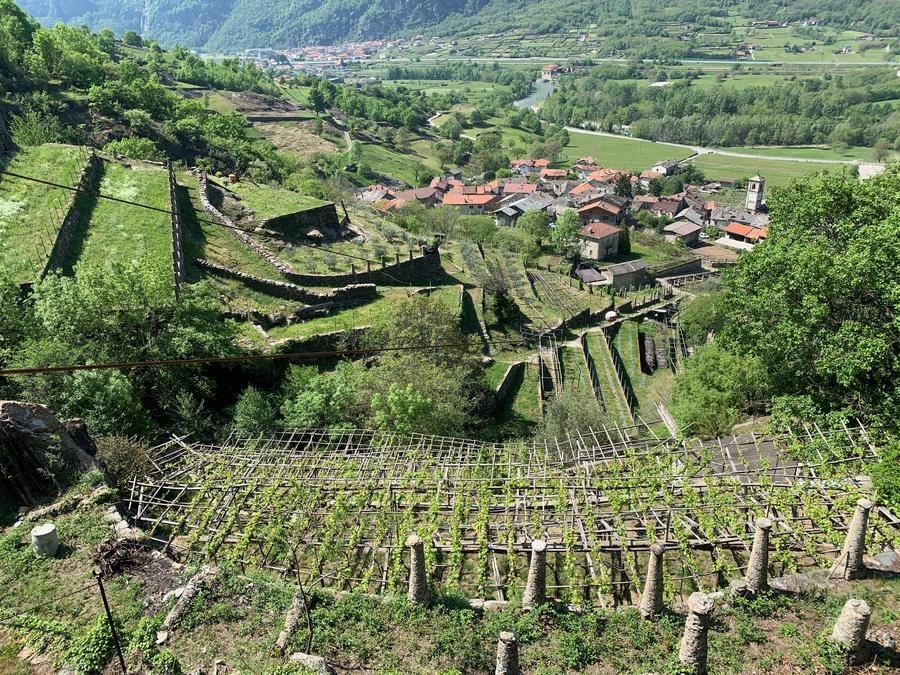 Vigneti terrazzati sopra il borgo di Cesnola (TO)