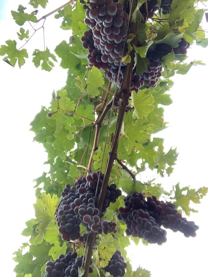 Grappolo nero in maturazione