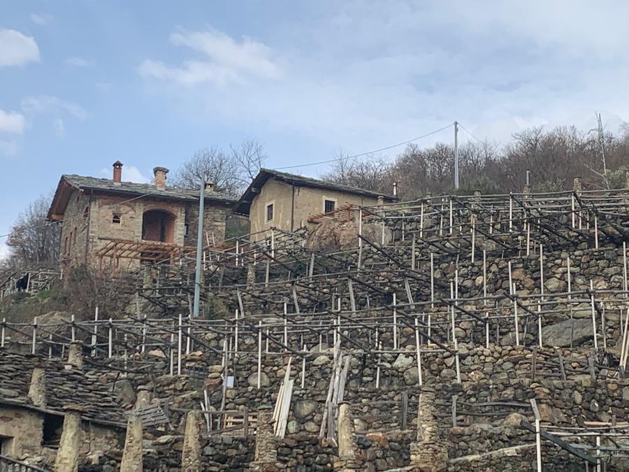 Cascina tra i filari in inverno