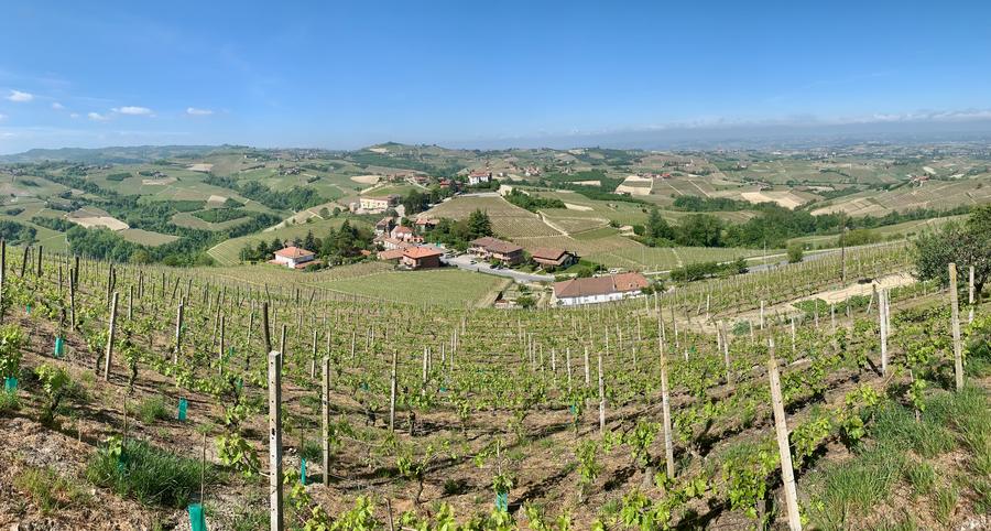 Paesaggio viticolo sulle colline