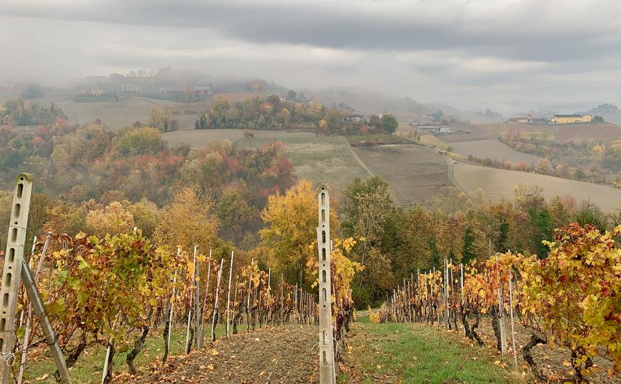 Autunno in vigna
