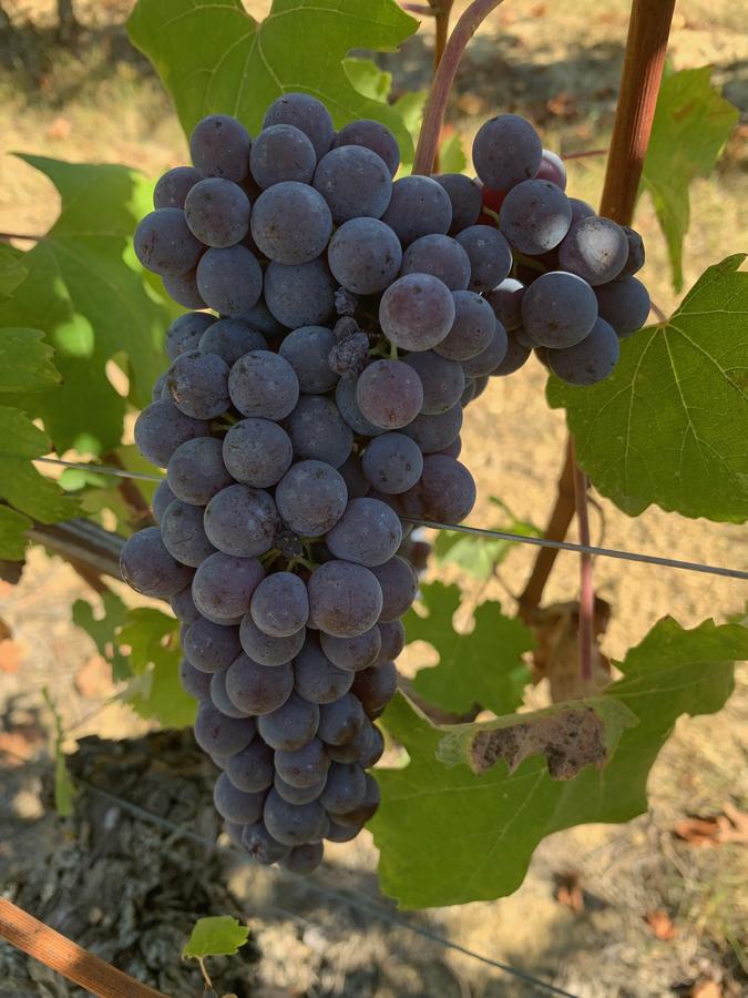 Uva nera sulla vite