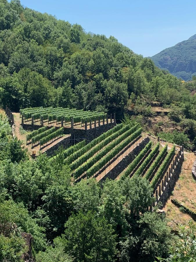 Filari su versante collinare