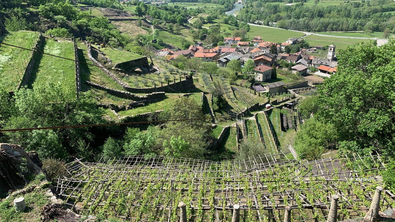 Vigneti terrazzati sopra un borgo